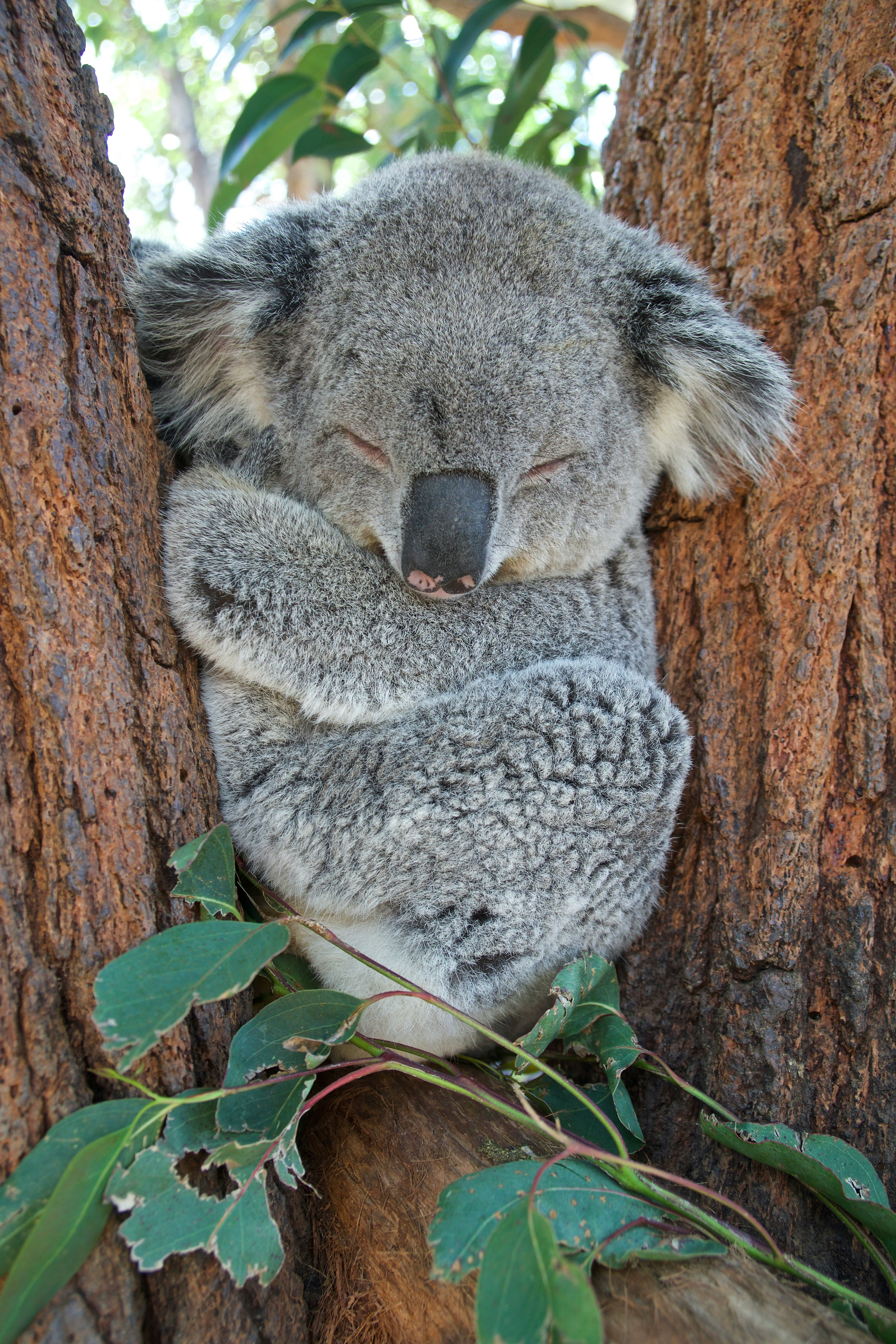 Koala bear close-up