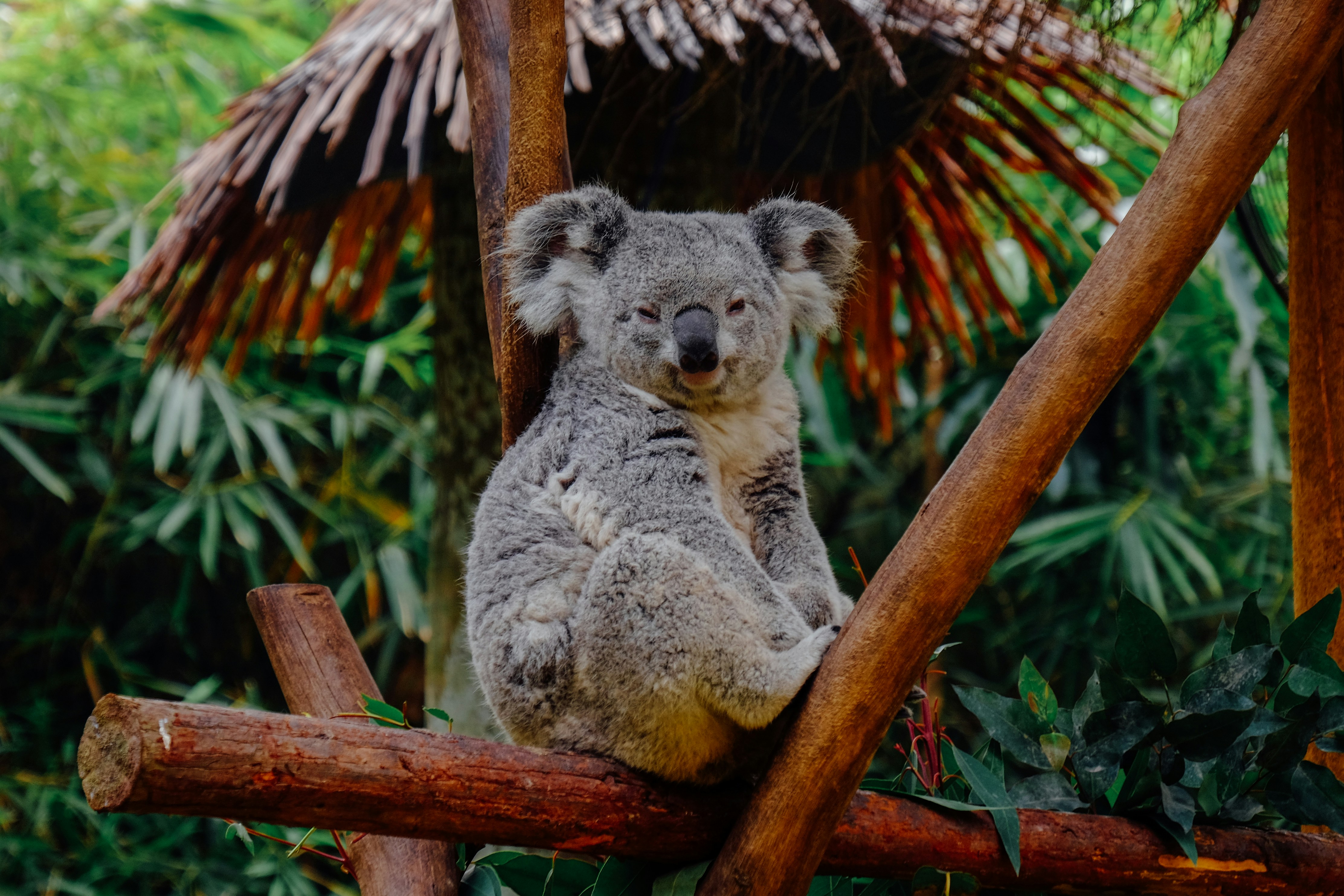 Koala resting in a tree