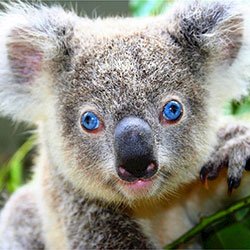 Koala bear