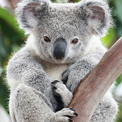 Koala bear in tree