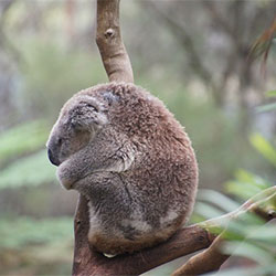 Ella the koala