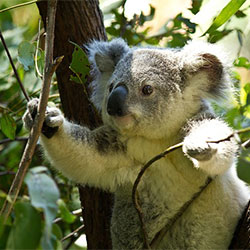 Grant the koala