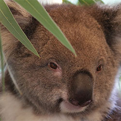Jams the koala