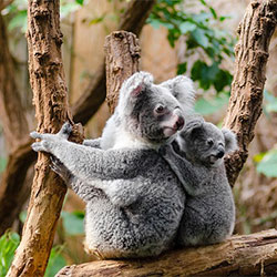 Jilley and baby koala