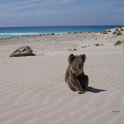 Lucy the koala