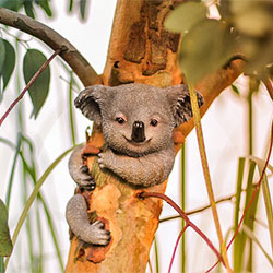 Miffy the koala