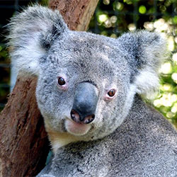 Niley the koala