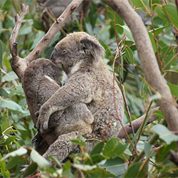 Nooka and baby koala
