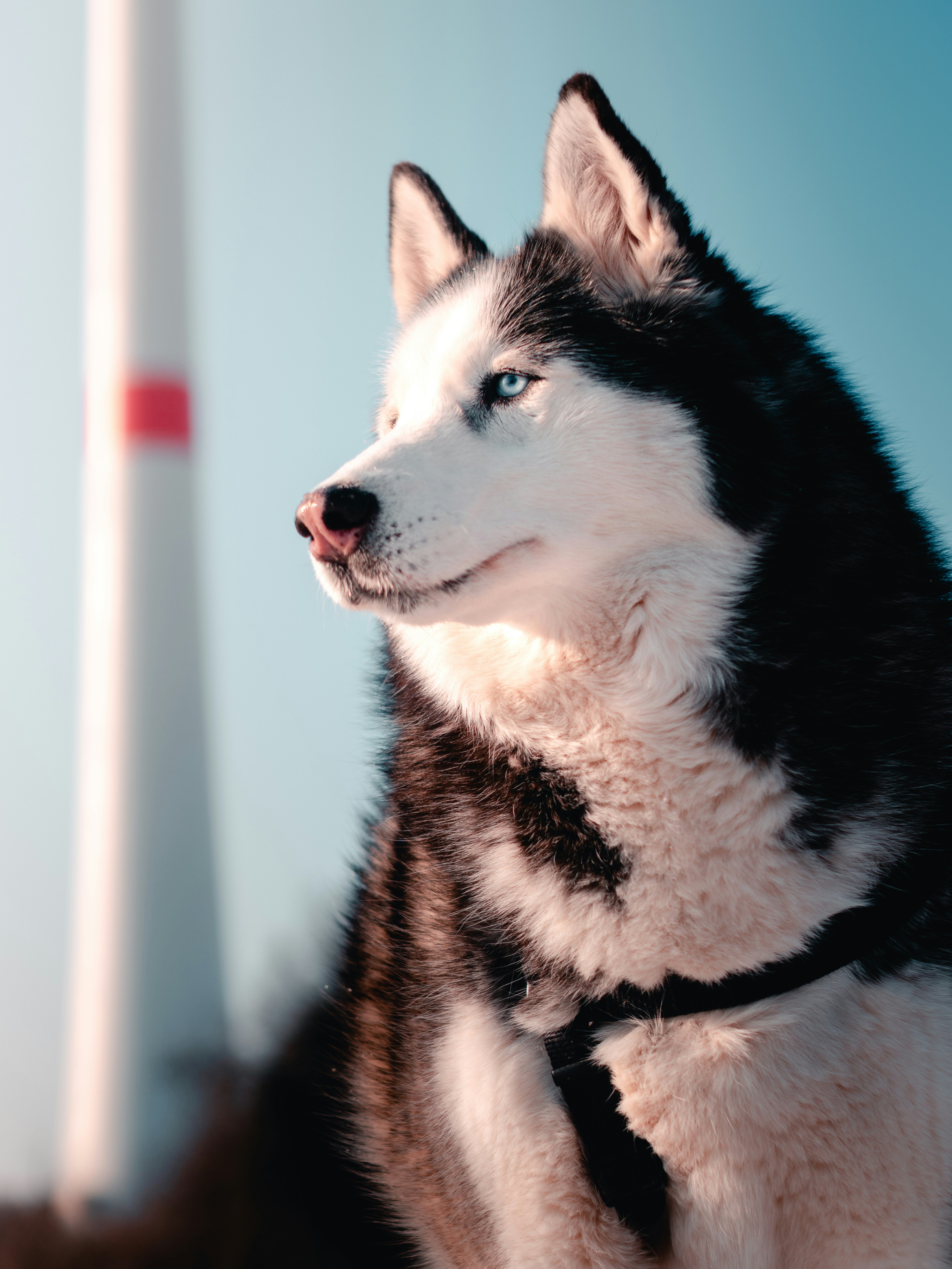 Husky enjoying the outdoors — learn how to care for your dog
