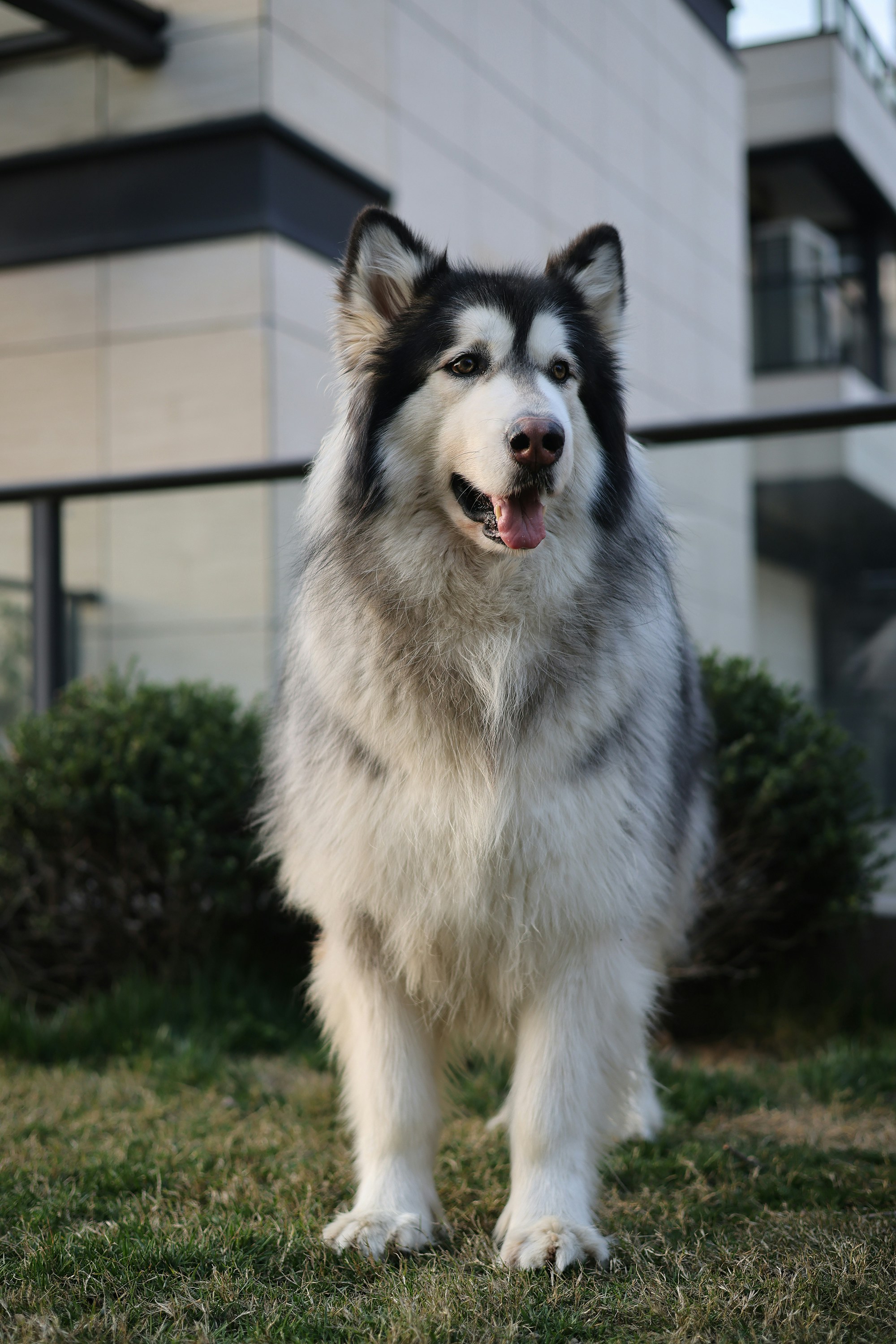 Alaskan Malamute — one of the breeds rescued by Summit Farms