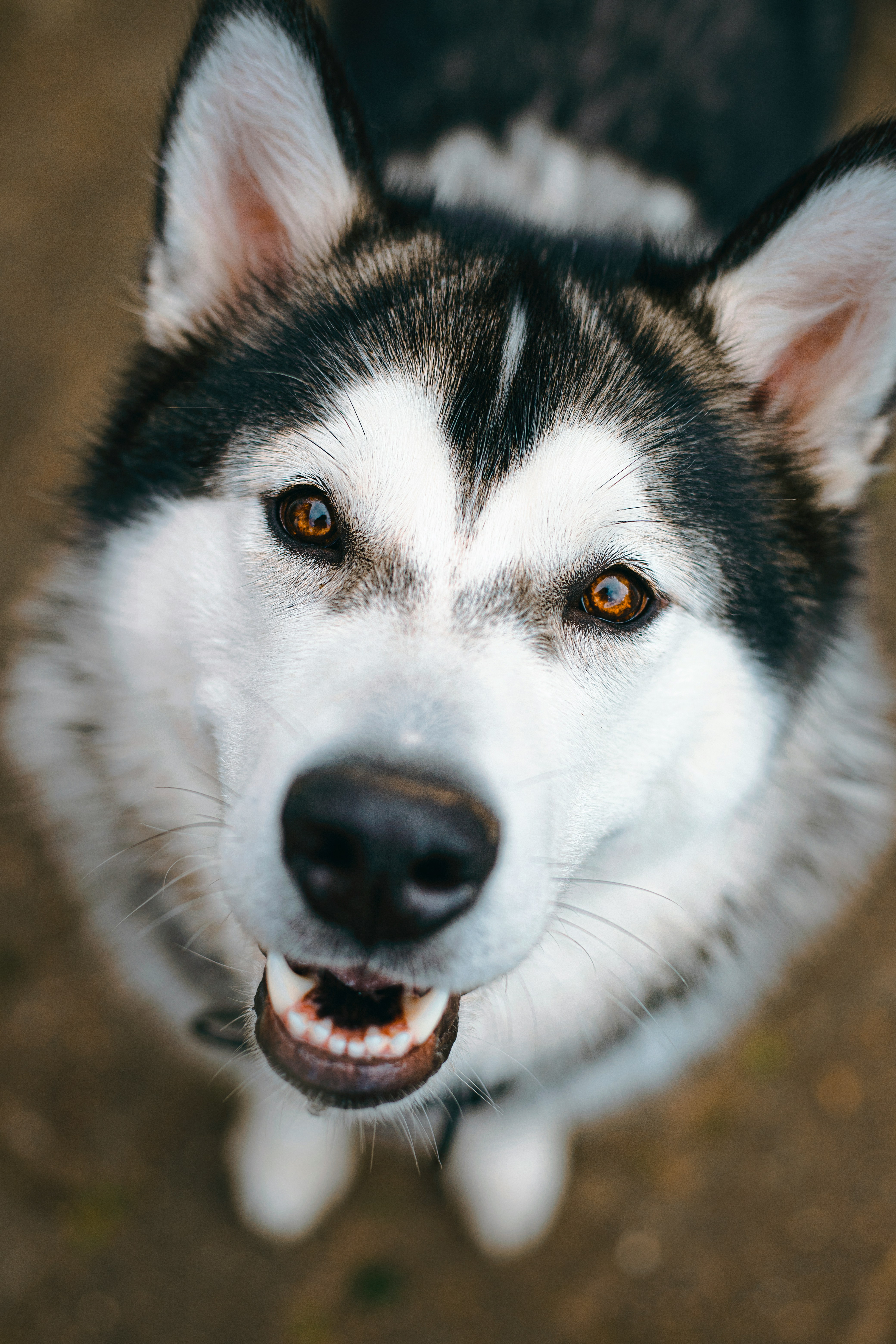 Storm — Alaskan Husky available for adoption