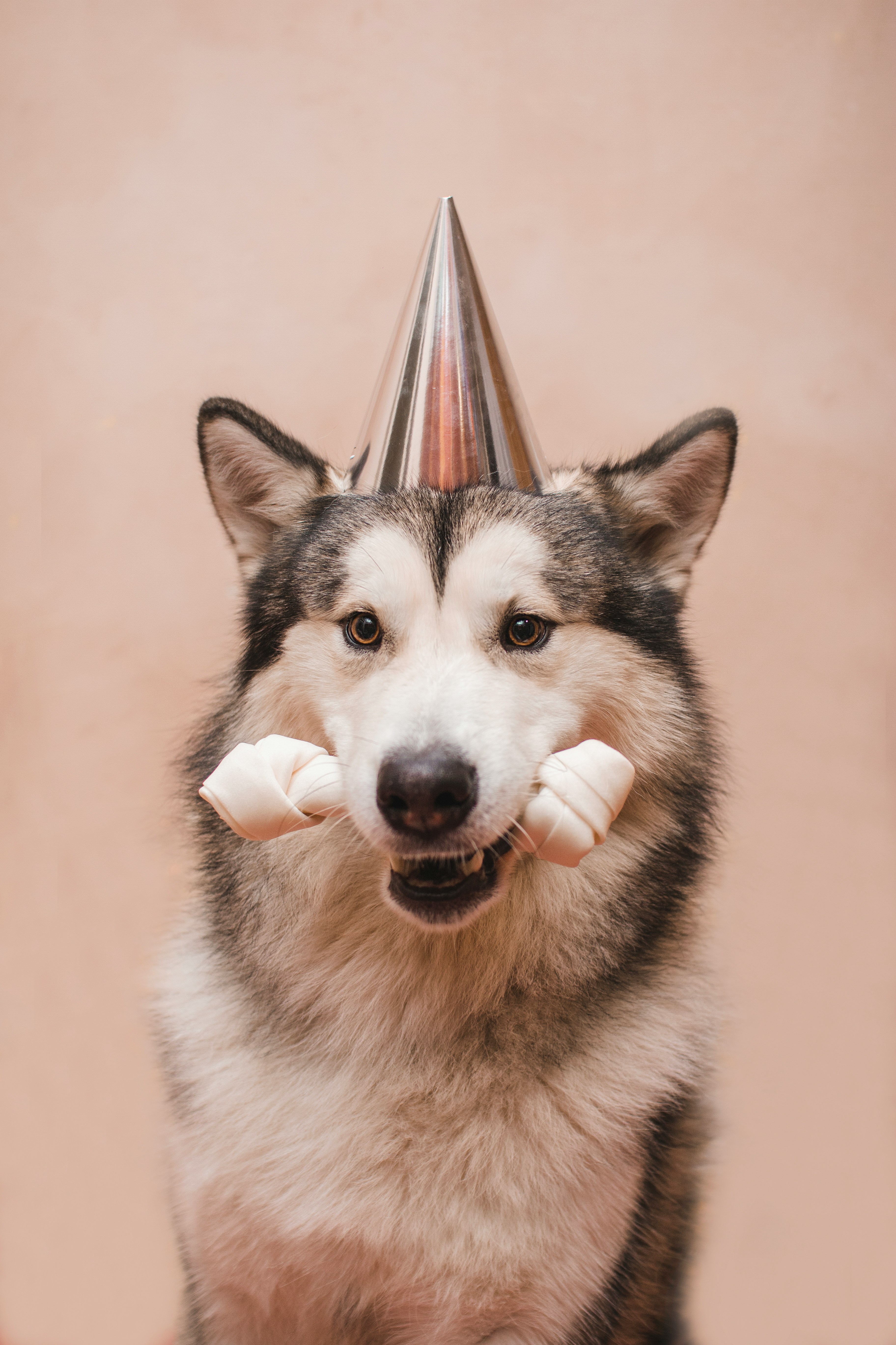 Kodiak — Alaskan Malamute available for adoption
