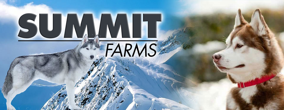 Summit Farms Rescue — Alaskan dogs in a snowy landscape