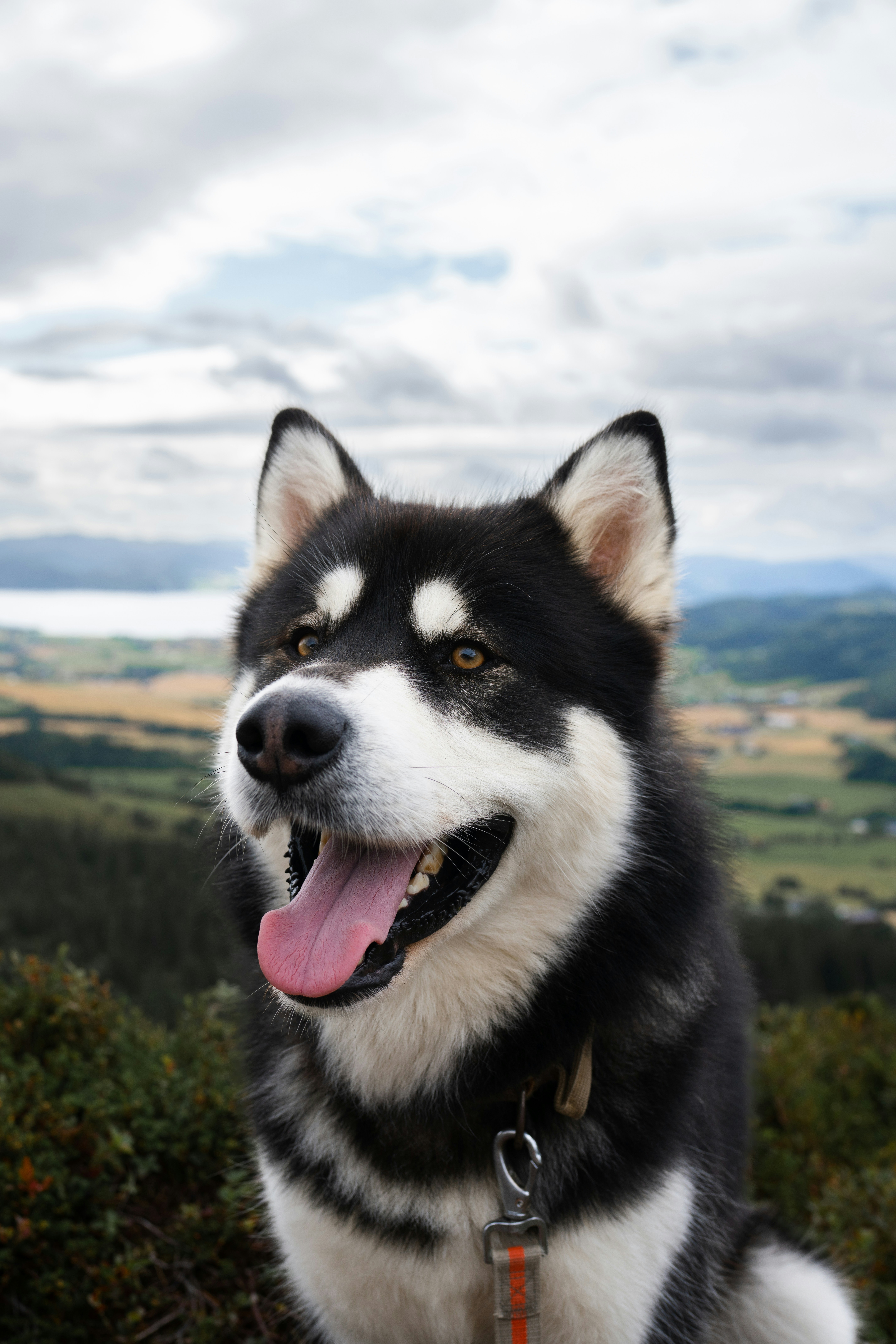 Siberian Husky available for adoption at Summit Farms Rescue