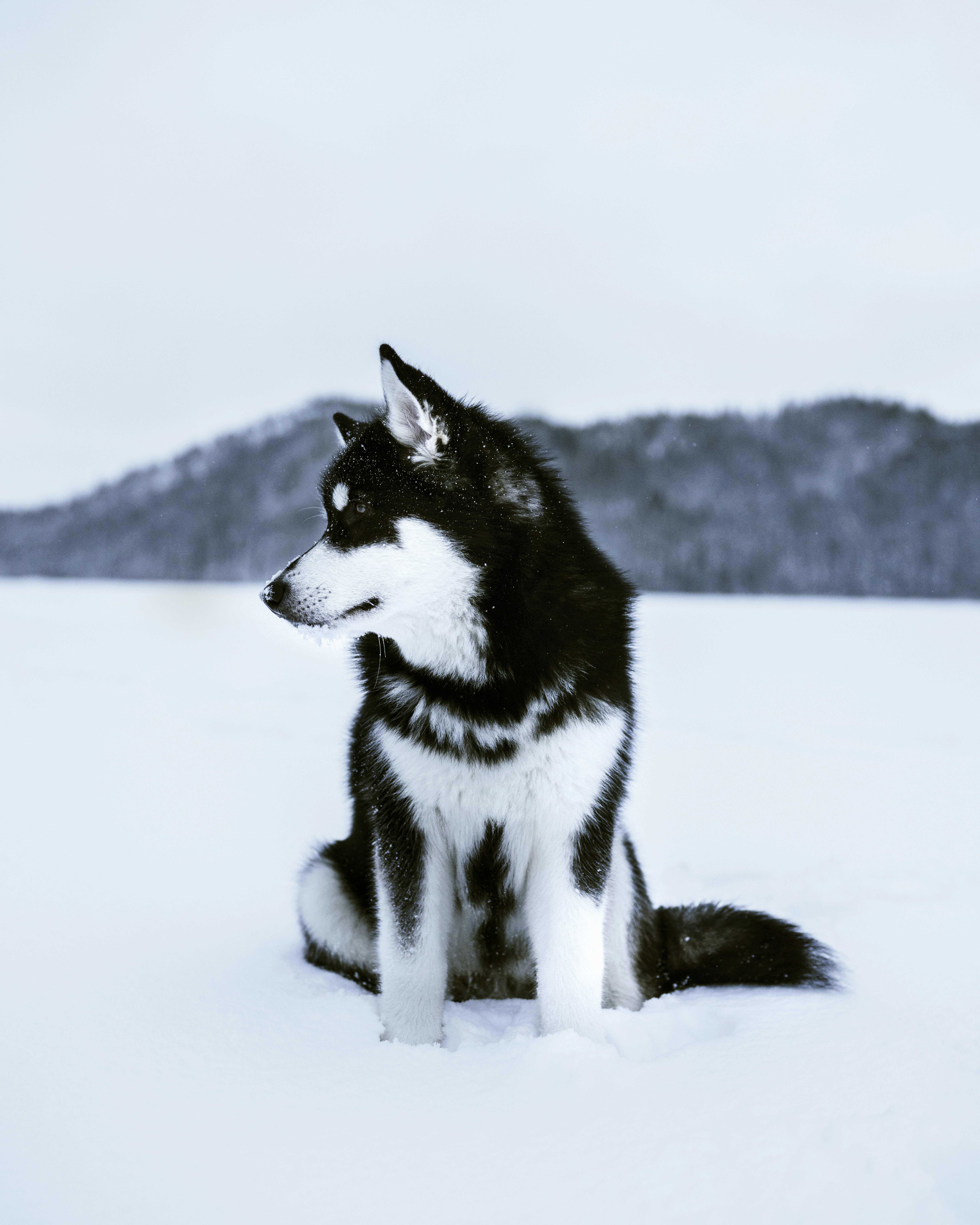 Denali — Alaskan Husky available for adoption